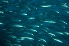 Sardinops sagax