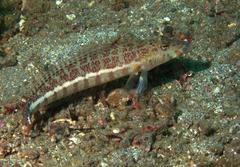 Parapercis xanthozona