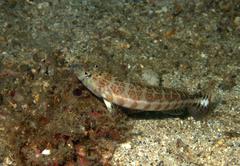 Parapercis xanthozona