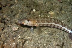 Parapercis xanthozona