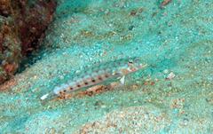 Parapercis clathrata
