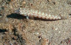 Parapercis clathrata