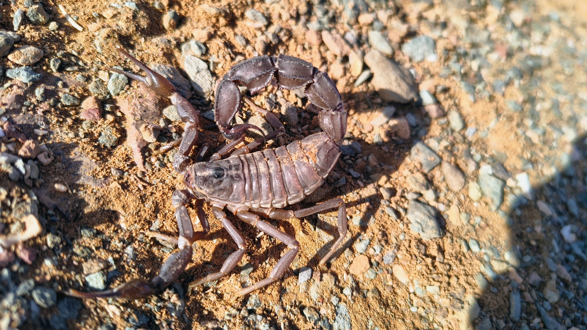 Androctonus gonneti