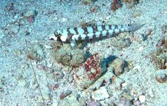 Parapercis tetracantha