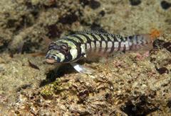 Parapercis tetracantha