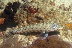Parapercis clathrata