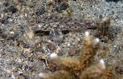 Fusigobius neophytus