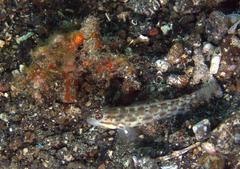Ctenogobiops pomastictus