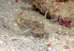 Fusigobius inframaculatus