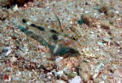 Fusigobius inframaculatus