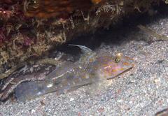 Fusigobius inframaculatus
