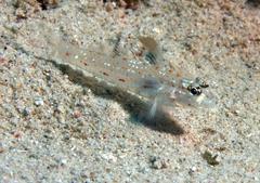 Fusigobius melacron