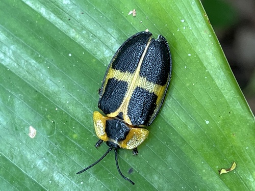 Platyauchenia