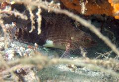 Serranus subligarius