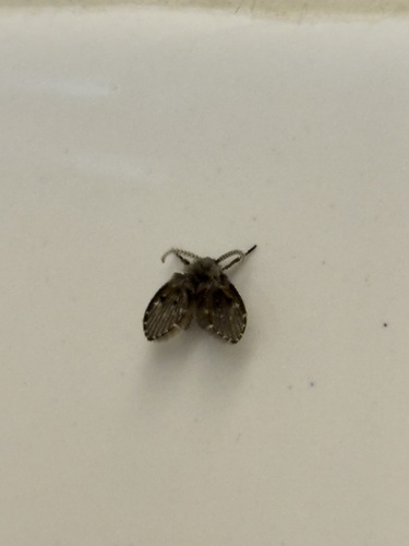 Unknown species found near University of Victoria, Oak Bay, BC, CA