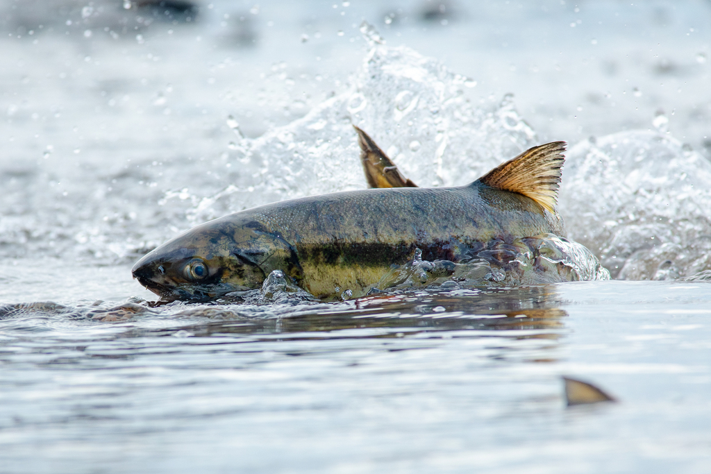 Chum salmon (Oncorhynchus keta) — Salmonidae