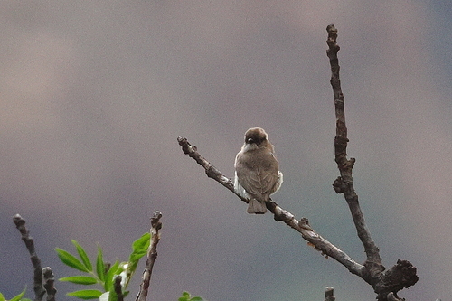 (c) markus lilje, some rights reserved (CC BY-NC-ND), uploaded by markus lilje iNaturalist image