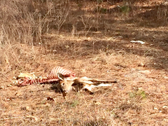 Odocoileus virginianus virginianus