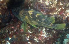 Sebastes chrysomelas