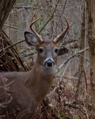 Odocoileus virginianus