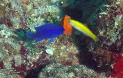 Chromis scotti