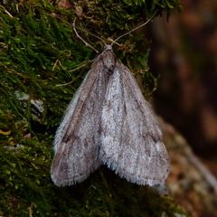 Alsophila pometaria