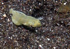 Iniistius aneitensis