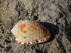 Cypraecassis testiculus