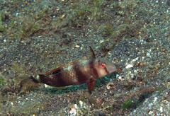 Iniistius aneitensis