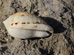 Cypraecassis testiculus