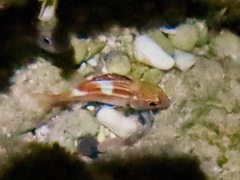 Holocentridae