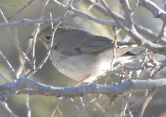 Catharus guttatus auduboni