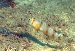 Iniistius aneitensis