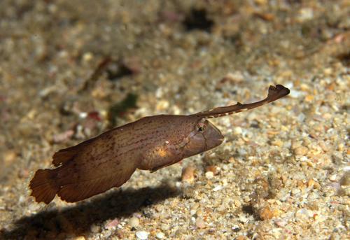 Peacock wrasse
