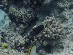 Siganus spinus