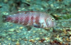 Xyrichtys splendens
