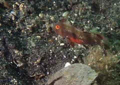 Iniistius pentadactylus