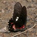 Mariposa Cometa Ilusión Centroamericana - Photo (c) Laura Gaudette, algunos derechos reservados (CC BY), subido por Laura Gaudette