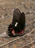 Ilus Swallowtail - Photo (c) Laura Gaudette, some rights reserved (CC BY), uploaded by Laura Gaudette