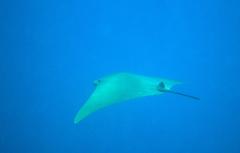 Rhinoptera steindachneri