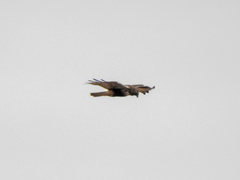 Buteo jamaicensis × Buteo lagopus