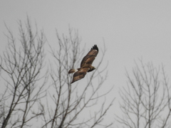 Buteo jamaicensis × Buteo lagopus