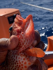 Epinephelus guttatus