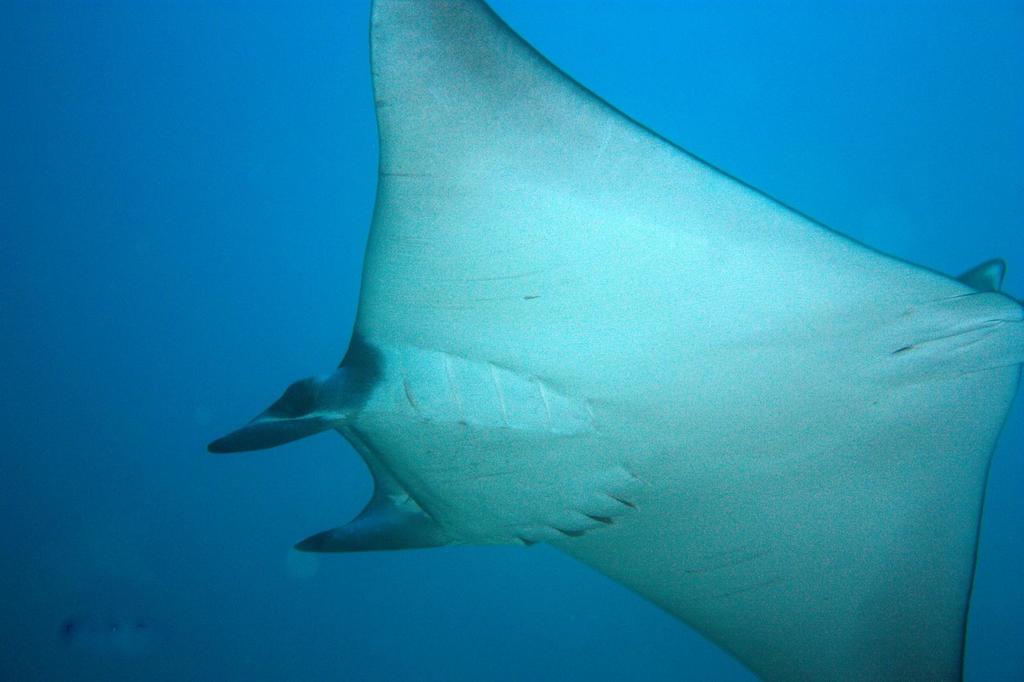 Munk's Pygmy Devil Ray (Mobula munkiana) - Marine Life Identification