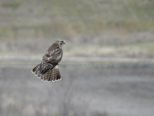 Red-tailed × Rough-legged Hawk photographed in Indiana