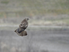 Red-tailed × Rough-legged Hawk - Photo (c) rainbowkitten, some rights reserved (CC BY-NC), uploaded by rainbowkitten