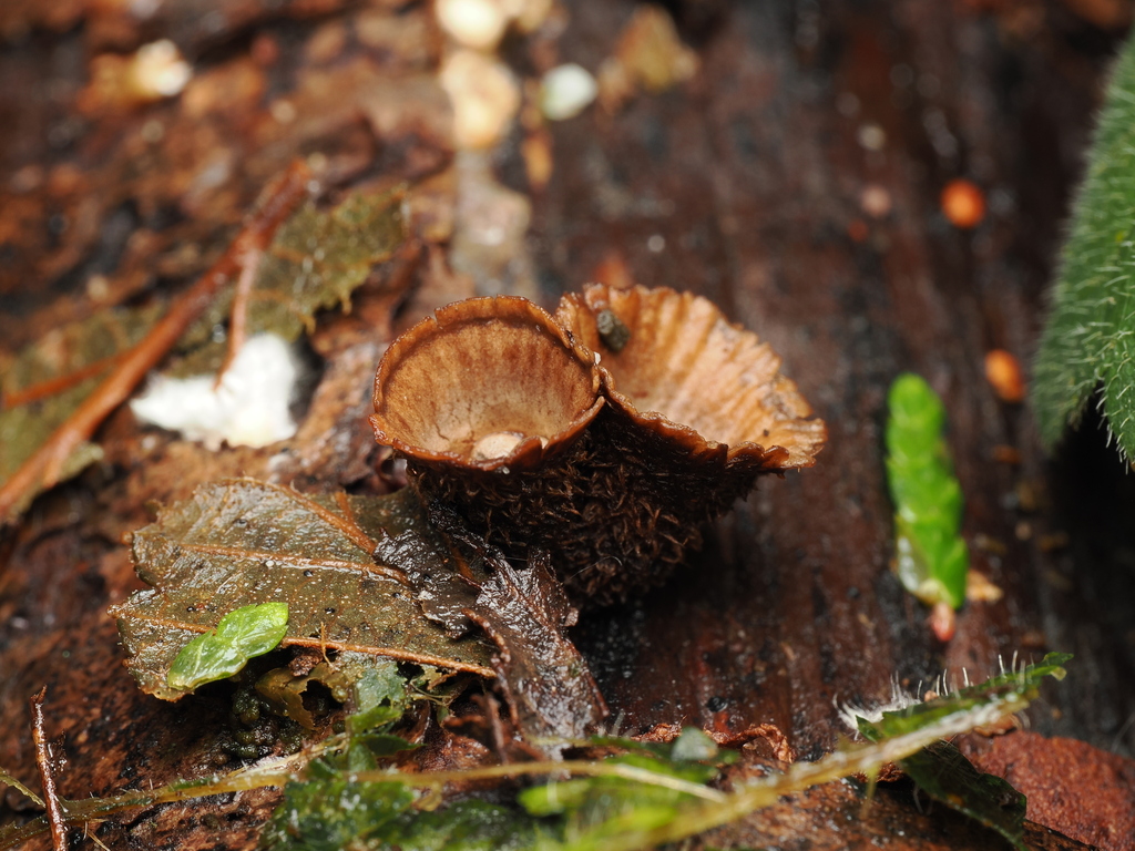 Cyathus striatus · November 2025 · photo: © quillipede (iNaturalist, cc0)