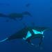 Oceanic Manta Ray - Photo (c) craigjhowe, some rights reserved (CC BY-NC-ND)
