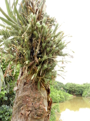 Tillandsia tricholepis