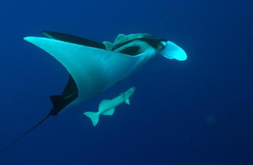Oceanic Manta Ray, photo 5 of 9